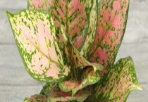 吉利红和如意皇后的区别？