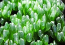 冰灯玉露有什么用？附冰灯玉露养殖多久？