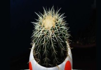 仙人球吸收甲醛吗？仙人球的养殖多久？