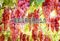 葡萄没有花穗怎么办？