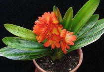 君子兰根烂了怎么抢救