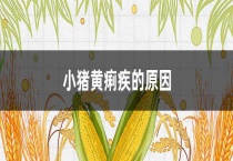 小猪黄痢疾的原因？