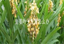 生姜叶子发黄怎么办？