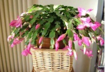 蟹爪莲喜欢水多吗？