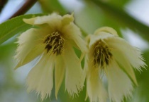 水石榕和杜英的区别？