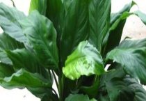 广东万年青开花有毒吗？