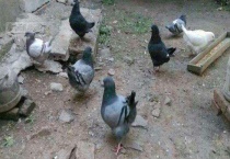 元宝鸽几个月下蛋