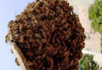 人工分蜂最佳时间及注意事项