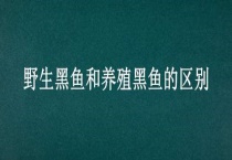 野生黑鱼和养殖黑鱼的区别？