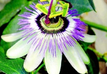 盆栽西番莲的种植多久？