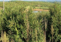 油茶种植管理技术