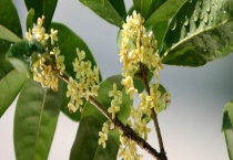 桂花可不可以生吃 附桂花的处理多久？