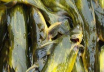 黄颡鱼吃什么食物？附生活习性