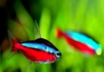 宝莲灯鱼怎么繁殖？什么时候繁殖 如何鉴别雌雄