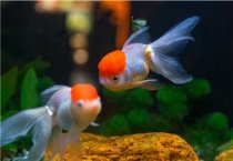 鹤顶红金鱼好养吗？