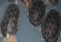 石金钱龟的过冬方式 有什么养护要点