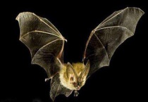 蝙蝠是不是鸟类