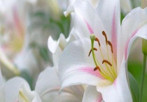 香水百合和百合的区别？