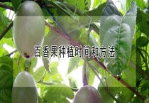 百香果种植时间和多久？