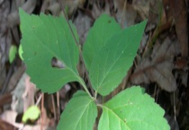 透骨草的别名有哪些 透骨草多少钱一斤能买到