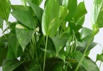 绿萝叶子发黄怎么办？附原因？