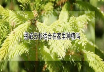 挪威云杉适合在家里种植吗？