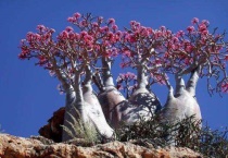 沙漠玫瑰叶子发黄是怎么回事