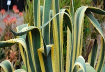 龙舌兰有毒吗？龙舌兰酒有毒吗？