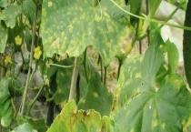 磷酸二氢钾叶面喷施浓度是多少 注意事项有哪些？