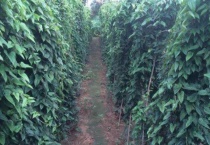 山药豆的种植时间是什么时候