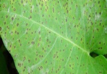 防治褐斑病用什么药？附其症状