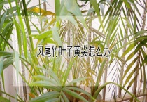 风尾竹叶子黄尖怎么办？