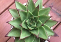 如何让乌木服盆