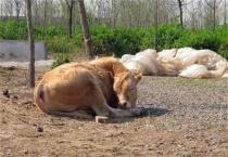 散户养牛不赚钱的原因？