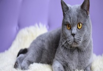 猫是不是哺乳动物 猫的品种有哪些？