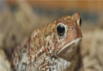 癞蛤蟆能养吗？