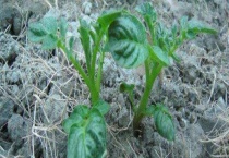 土豆苗长太高要剪掉吗？