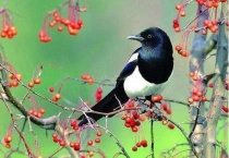 老鸹和喜鹊的区别？