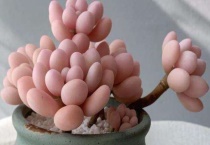 多肉晾根不能超过几天