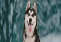 哈士奇好不好饲养？附性格特点和饲养多久？