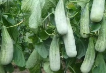 羊角蜜露天几月种植