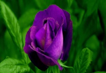 路易十四玫瑰多少钱一株？附花语及养殖多久？