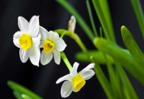 水仙花叶黄怎么办？