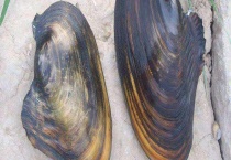 河蚌吃什么 附栖息环境和消化系统介绍