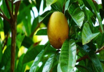 蛋黄果树结果的时间 有什么种植要点