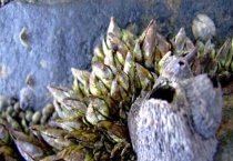 佛手螺是动物还是植物