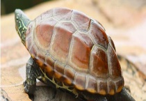 金线龟草龟的区别？ 他们吃什么？