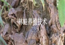 林蛙养殖技术