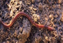 花盆里可以放蚯蚓吗？