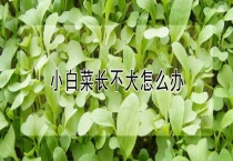 小白菜长不大怎么办？